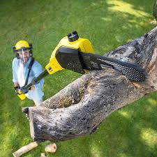 Best Tree Maintenance Programs  in Georgetown, GA