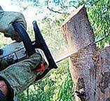 Best Fruit Tree Pruning  in Georgetown, GA