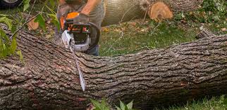 Best Tree Mulching  in Georgetown, GA
