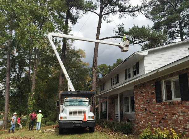 Best Tree Removal  in Georgetown, GA