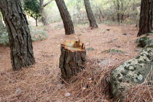 Best Hazardous Tree Removal  in Georgetown, GA