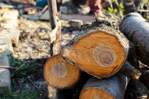  Georgetown, GA Tree Care Pros