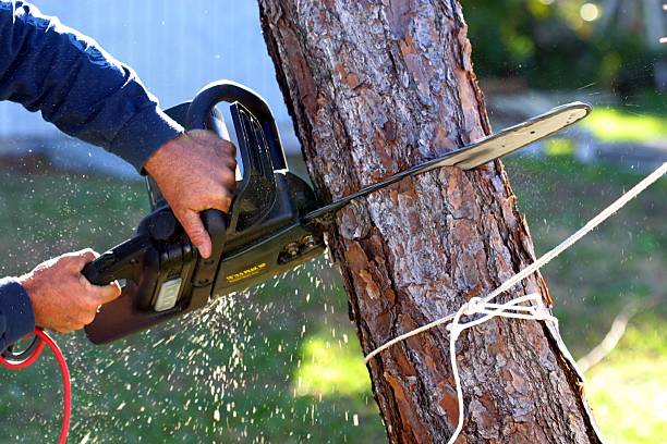 How Our Tree Care Process Works  in  Georgetown, GA