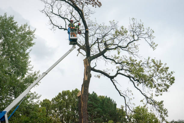 Best Tree Preservation Services  in Georgetown, GA