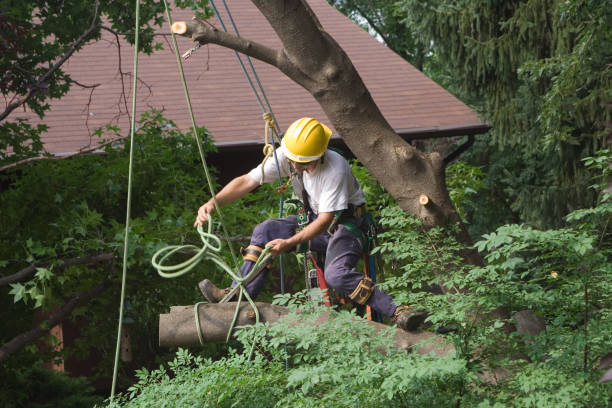Reliable Georgetown, GA Tree Care Solutions
