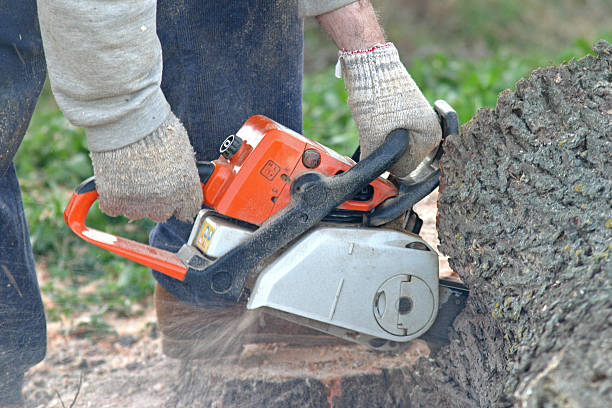 Best Commercial Tree Services  in Georgetown, GA