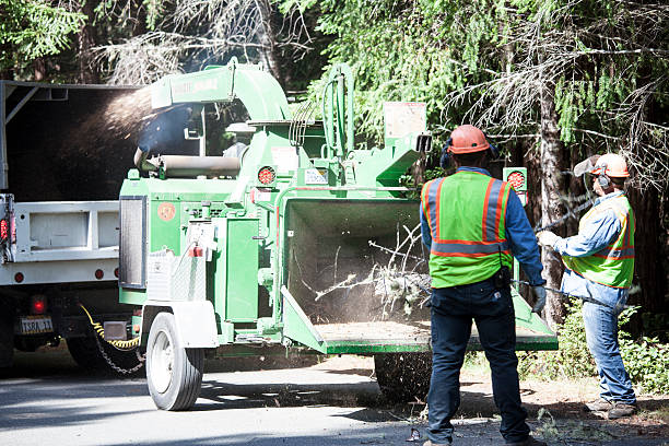 Best Firewood Processing and Delivery  in Georgetown, GA
