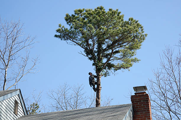 Best Root Management and Removal  in Georgetown, GA