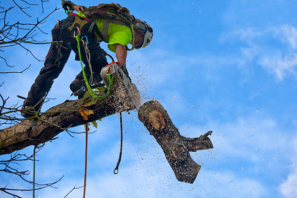 Best Utility Line Clearance  in Georgetown, GA