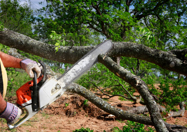 Best Tree and Shrub Care  in Georgetown, GA