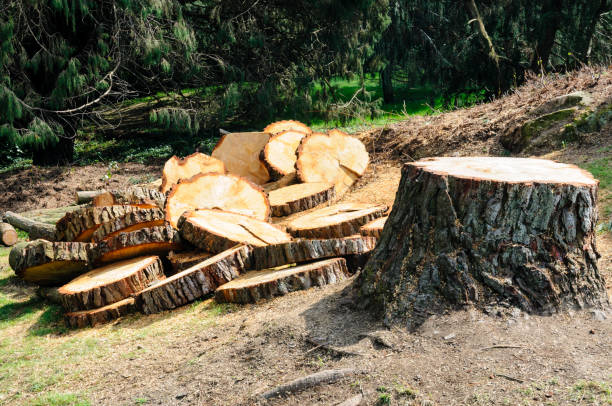 Best Emergency Tree Removal  in Georgetown, GA